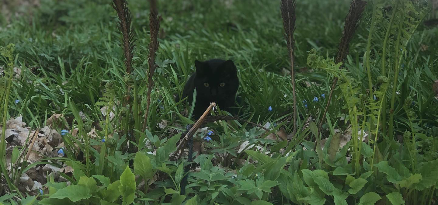 meow meow